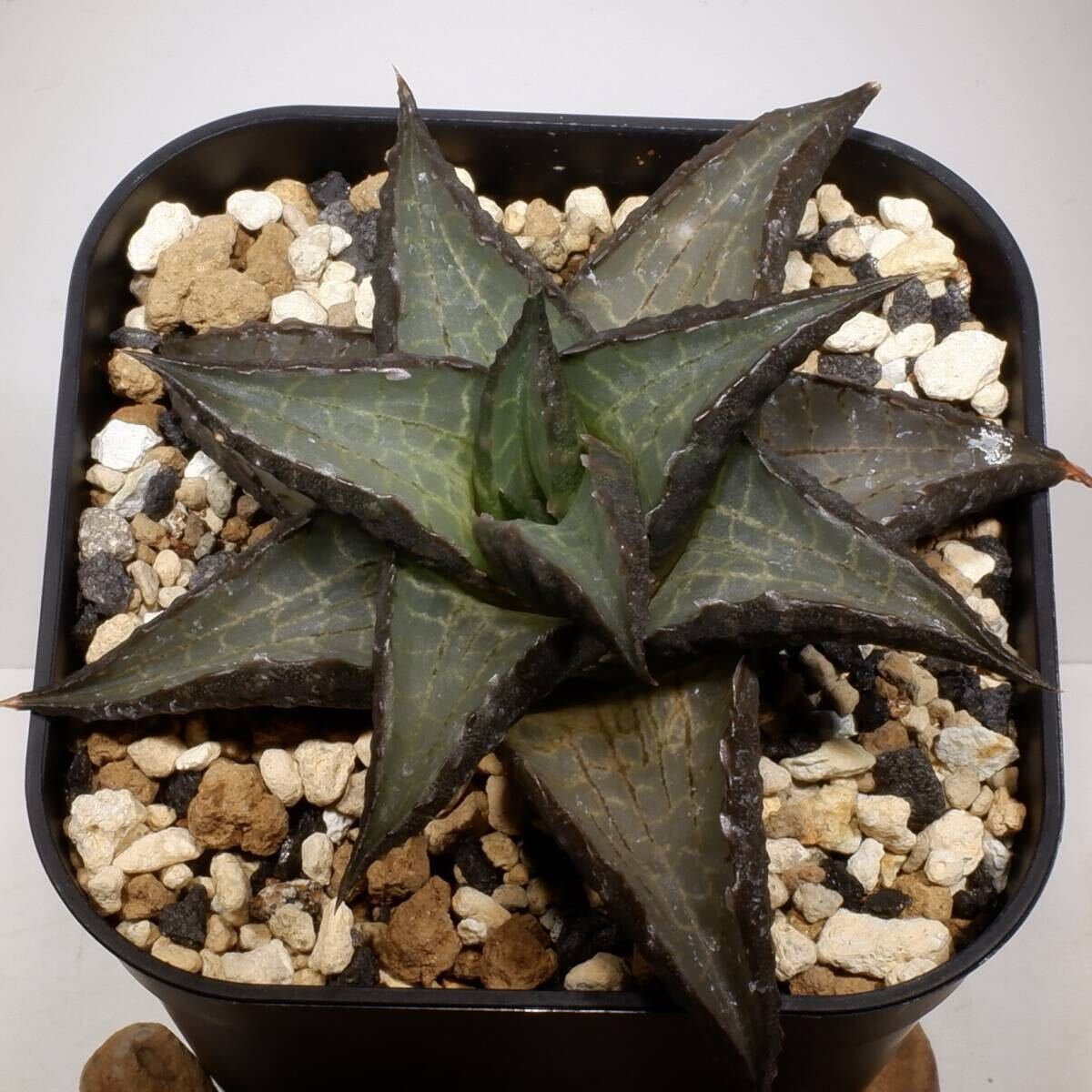 （２５−１５２３）ハオルチア ハオルチオプシス H. tessellata, RIB0599, Molteno Pass, N of Beaufort Westの画像2