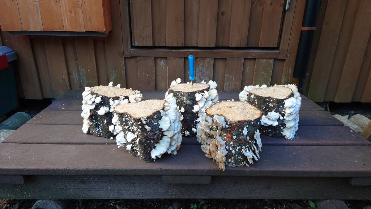 [. пик ] натуральный кожа la материал * производство яйцо дерево бук ..