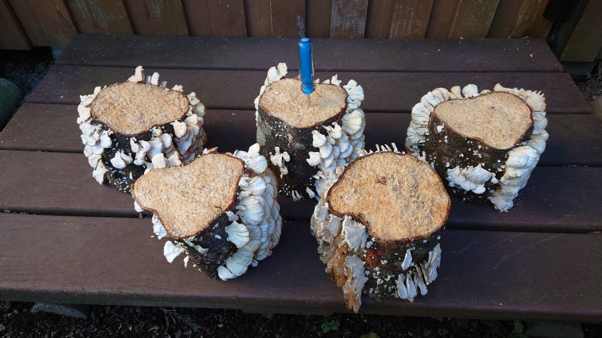 [. пик ] натуральный кожа la материал * производство яйцо дерево бук ..