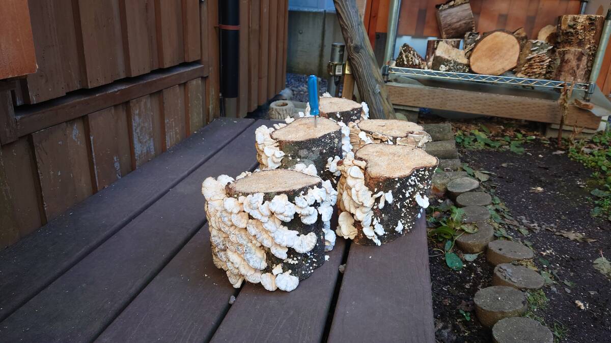 [. пик ] натуральный кожа la материал * производство яйцо дерево бук ..