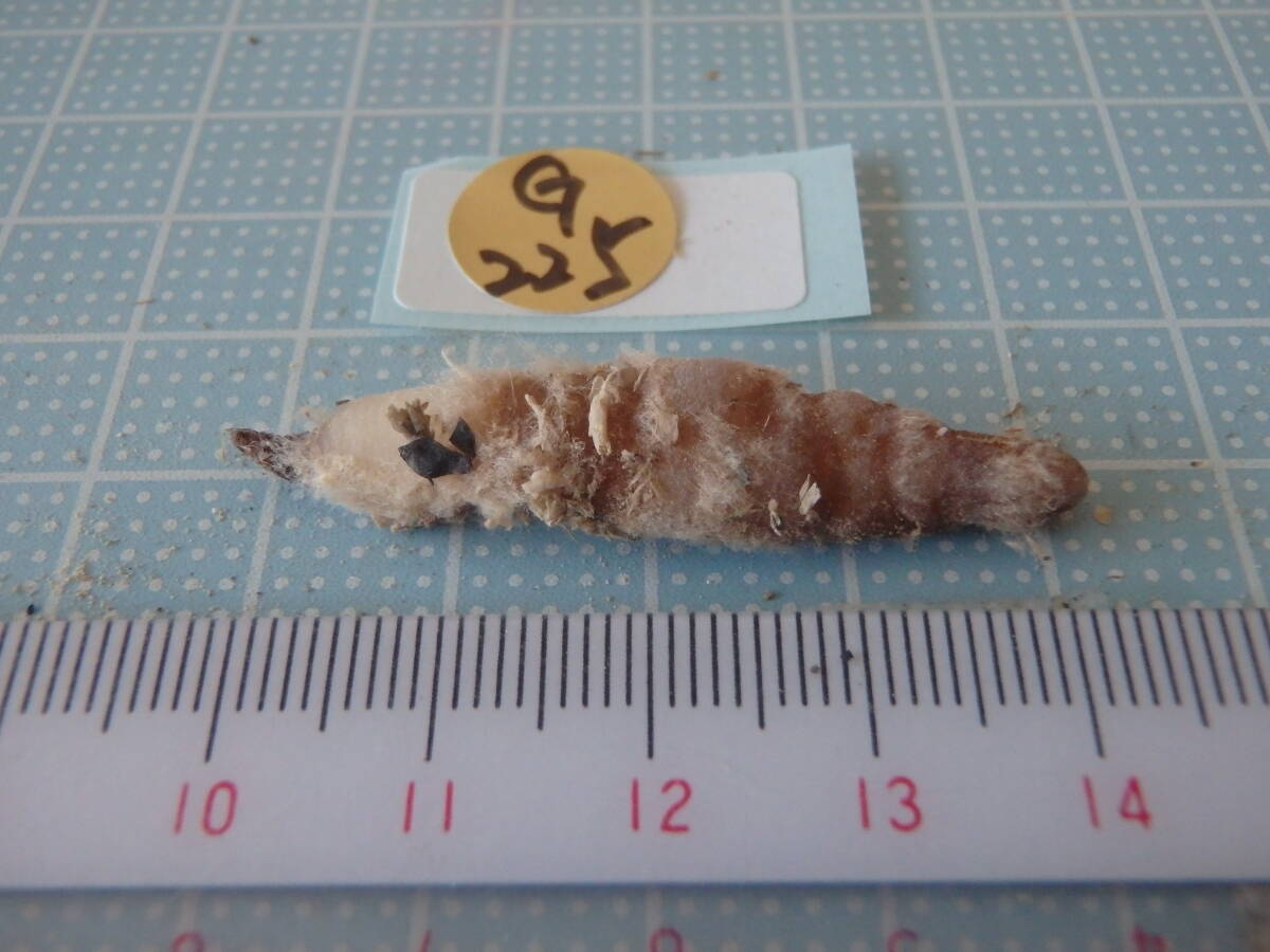 ウチョウラン☆ Gー２２５ ♪花の球根（交配品）朱花　大きい球根♪☆_画像2