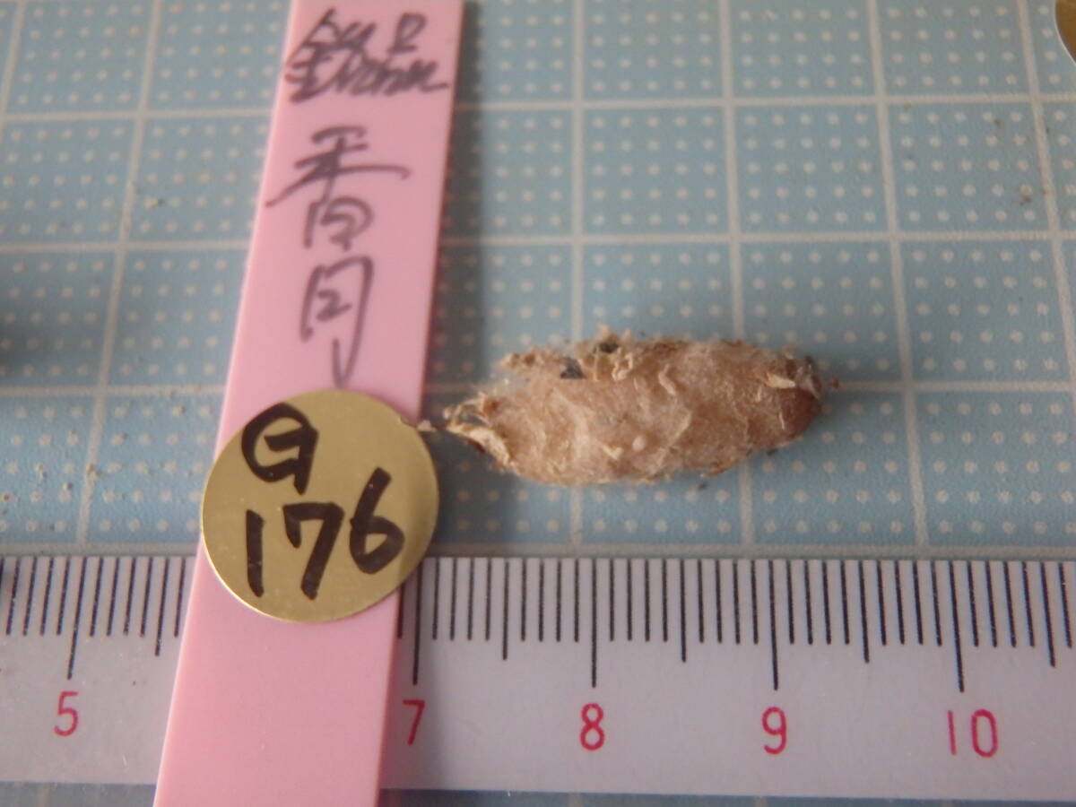 ウチョウラン☆　Gー１７６　♪銘品　香月　(増殖）　☆♪_画像4