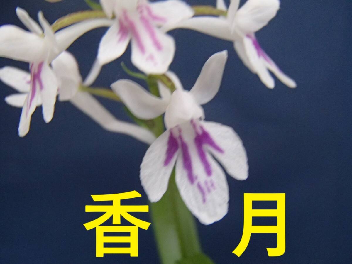 ウチョウラン☆　Gー１７６　♪銘品　香月　(増殖）　☆♪_画像1