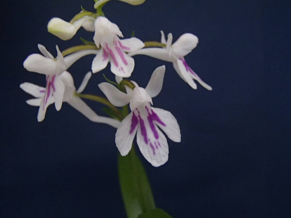 ウチョウラン☆　Gー１７６　♪銘品　香月　(増殖）　☆♪_画像2