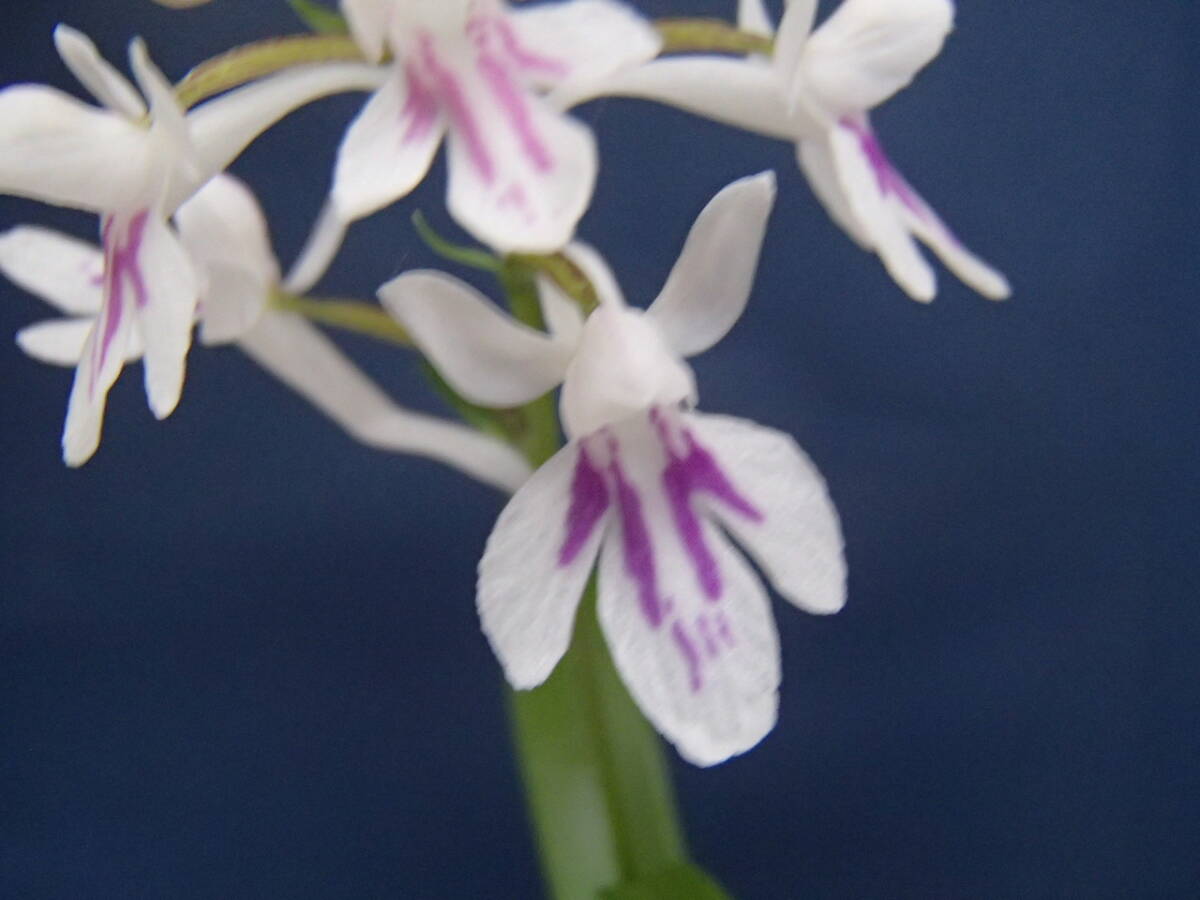 ウチョウラン☆　Gー１７６　♪銘品　香月　(増殖）　☆♪_画像3