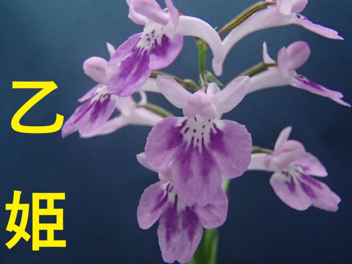 ウチョウラン☆　Gー１７９♪　銘品　乙姫　(増殖）１００選No54　☆♪_画像1