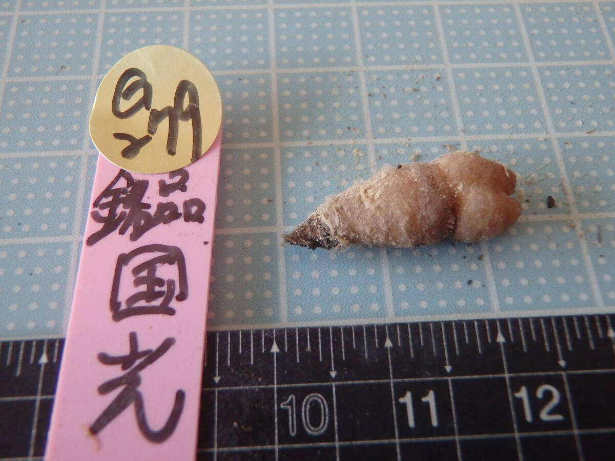 ウチョウラン☆　Gー279　♪銘品　国光　(増殖）　☆♪_画像4