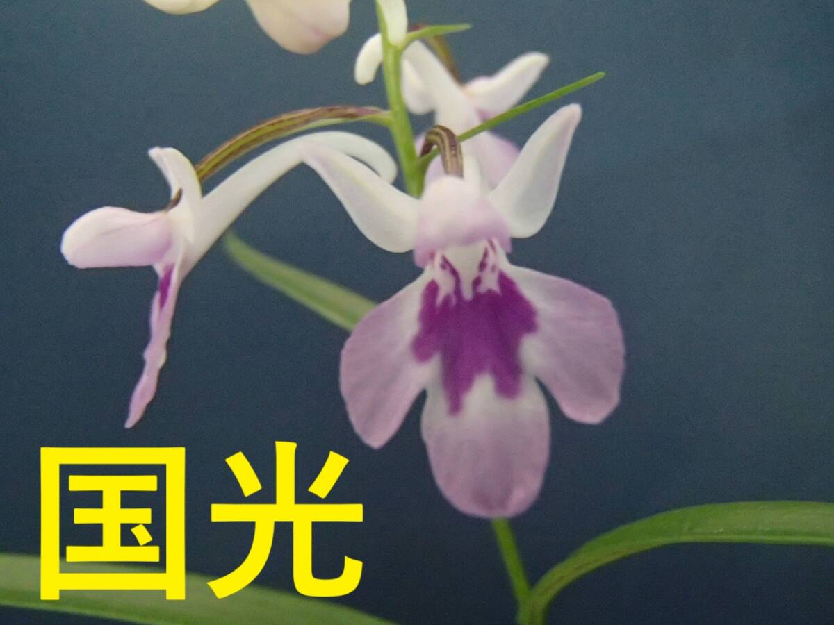 ウチョウラン☆　Gー279　♪銘品　国光　(増殖）　☆♪_画像1