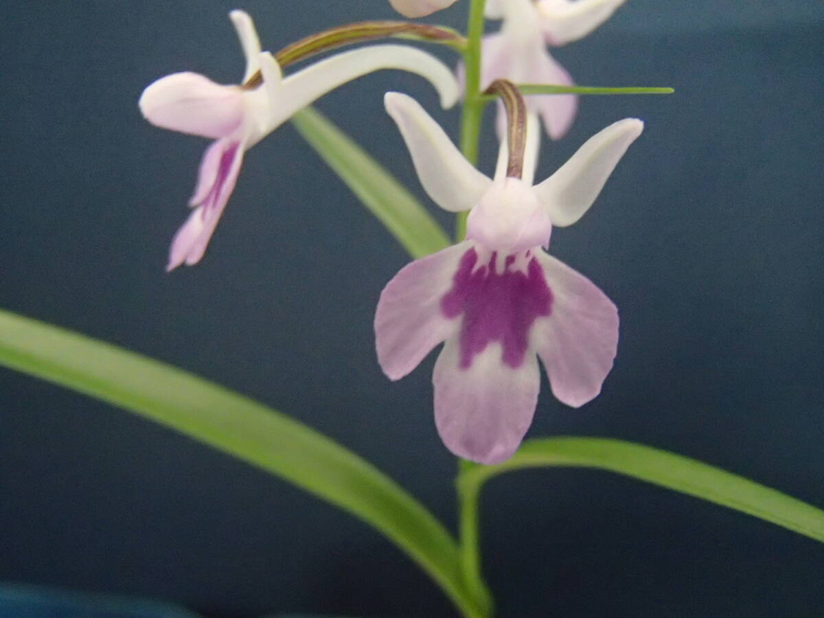 ウチョウラン☆　Gー279　♪銘品　国光　(増殖）　☆♪_画像3