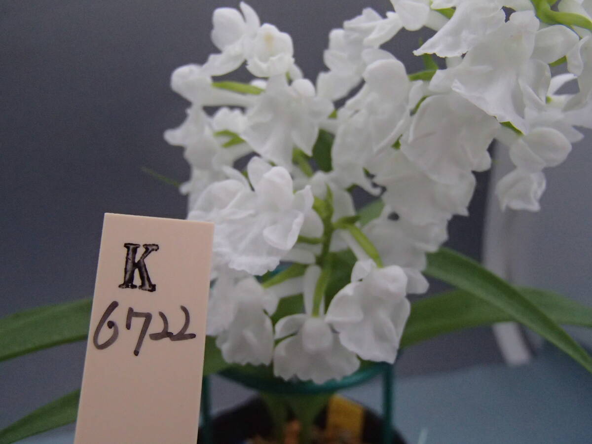 ウチョウラン☆ Gー２６５ ♪花の球根（交配品）白仁王　♪☆_画像2