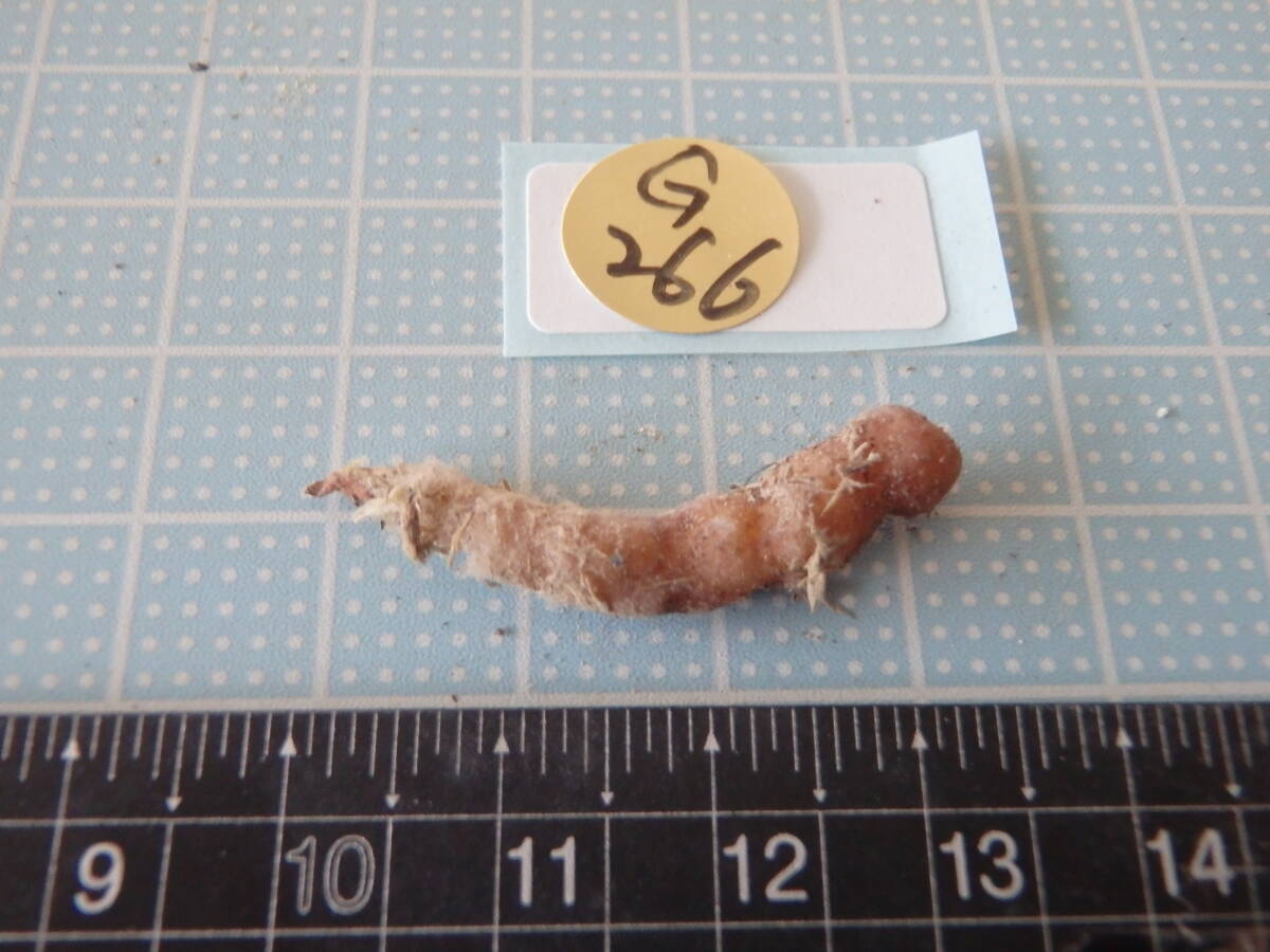 ウチョウラン☆ Gー266 ♪花の球根(交配品)大輪紫一仁王連 ♪☆_画像2