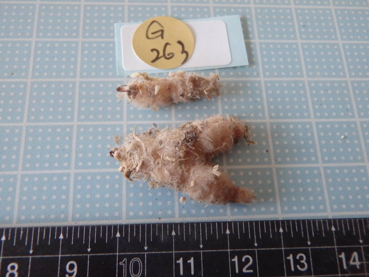 ウチョウラン☆ Gー263 ♪花の球根(交配品)朱連♪☆_画像2