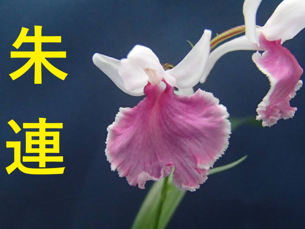 ウチョウラン☆ Gー263 ♪花の球根(交配品)朱連♪☆_画像1