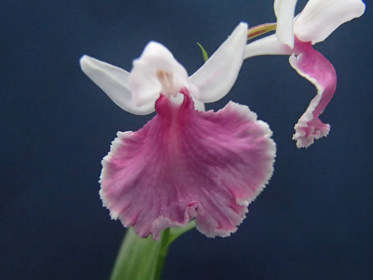 ウチョウラン☆ Gー263 ♪花の球根(交配品)朱連♪☆_画像3