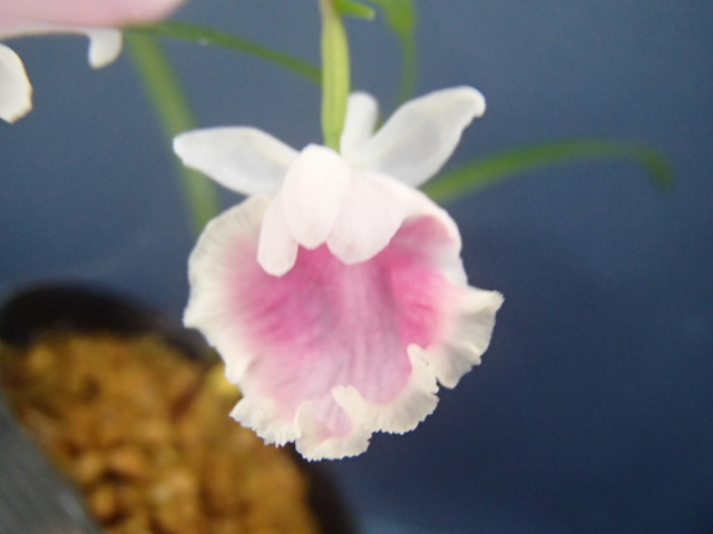 ウチョウラン☆ Gー２２５ ♪花の球根（交配品）朱花　大きい球根♪☆_画像3