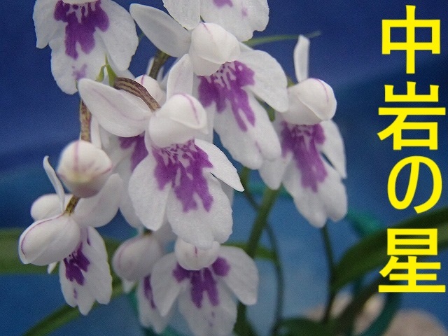 ウチョウラン☆　Gー２８４　♪銘品　中岩の星　(増殖）　☆♪_画像1