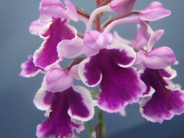 ウチョウラン☆ Gー２６１ ♪花の球根（交配品）紅一仁王　♪☆_画像4