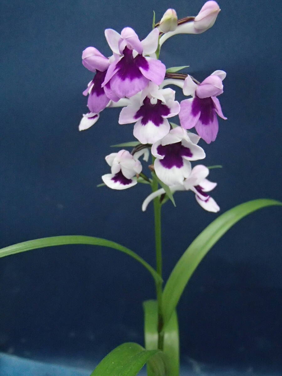 ウチョウラン☆　Gー２７７♪銘品　花王　咲き分け　(増殖）　☆♪_画像4