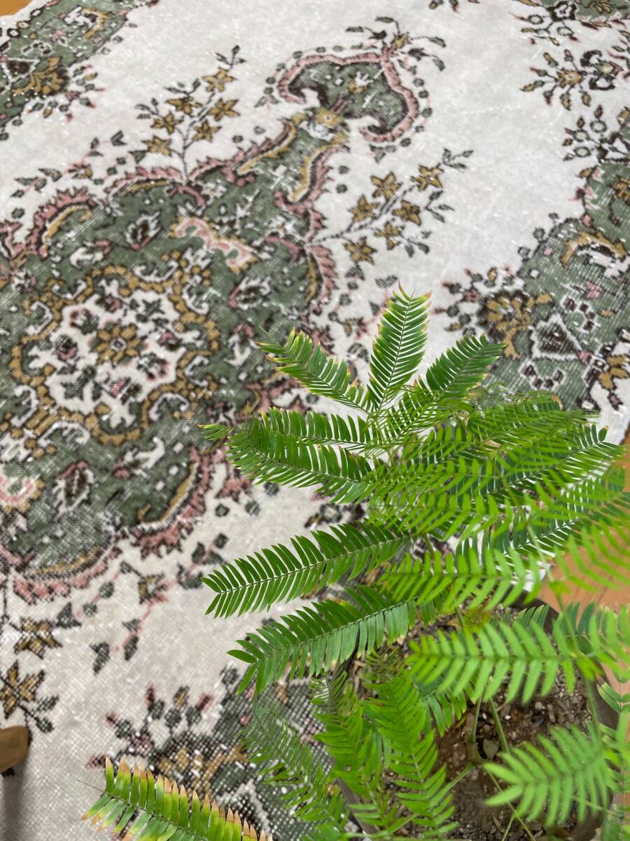 ヴィンテージランナーラグ　抹茶グリーンメダリオン　トルコラグ　vintage turkish runner rug_画像2