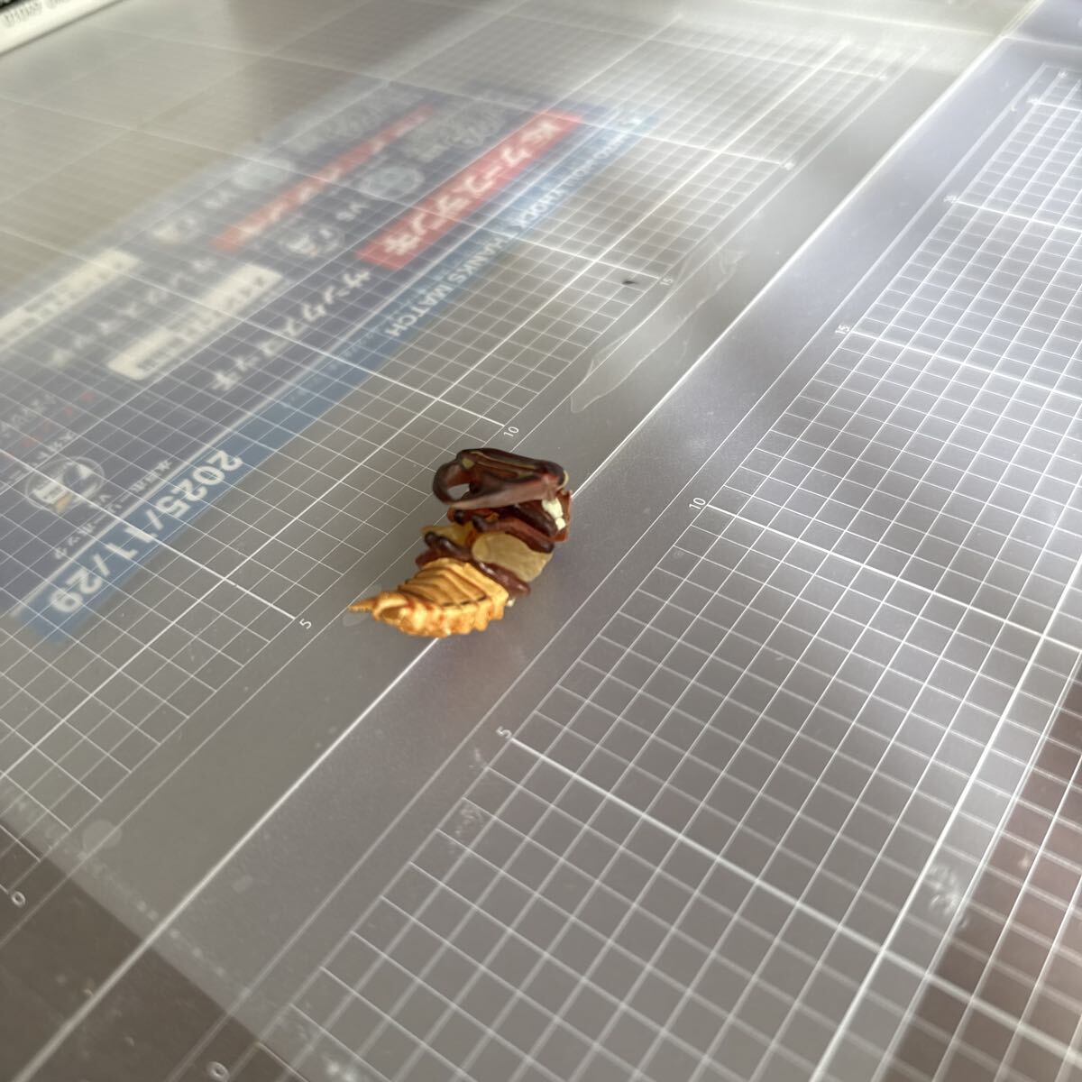 チョコエッグチョコQ シークレット　クワガタ　サナギ　海洋堂_画像1