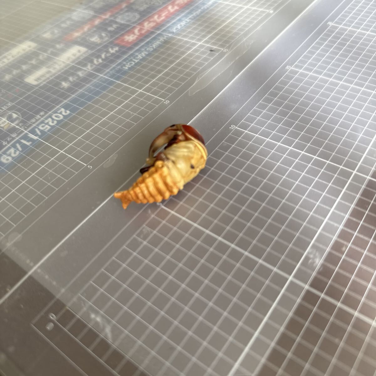 チョコエッグチョコQ シークレット　クワガタ　サナギ　海洋堂_画像2