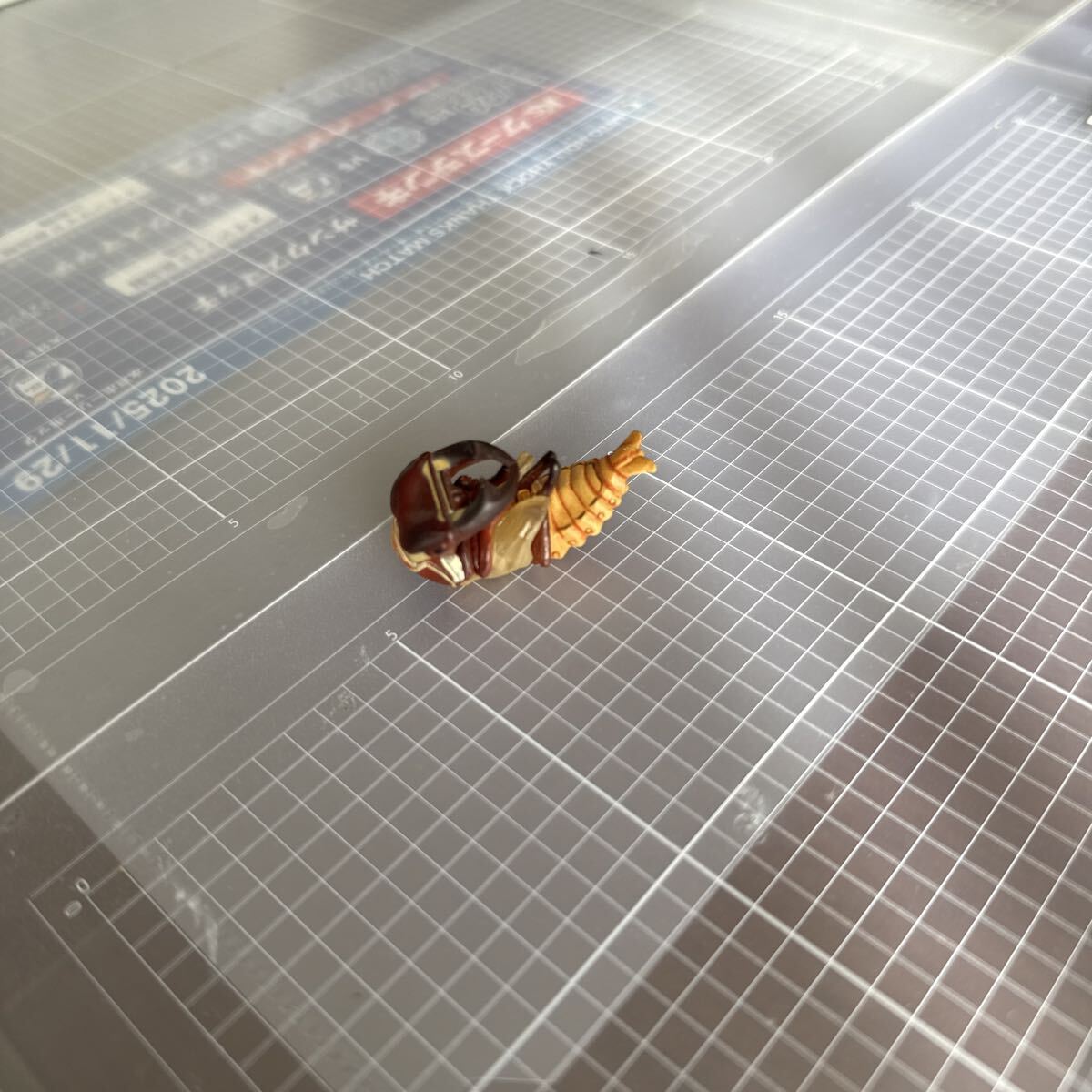 チョコエッグチョコQ シークレット　クワガタ　サナギ　海洋堂_画像4