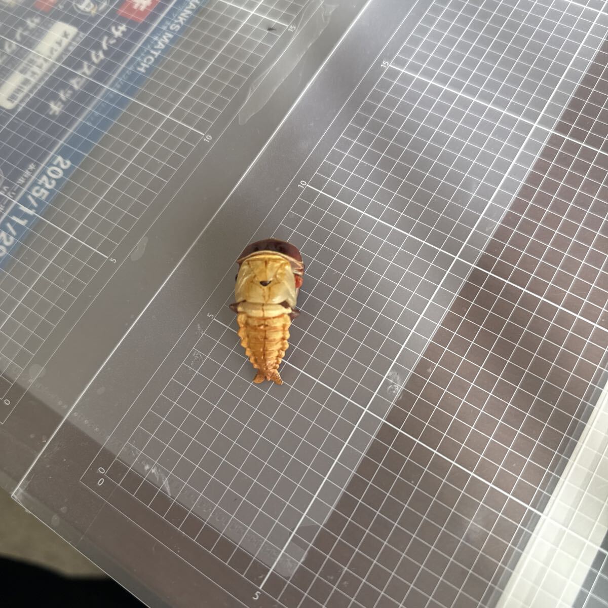 チョコエッグチョコQ シークレット　クワガタ　サナギ　海洋堂_画像5