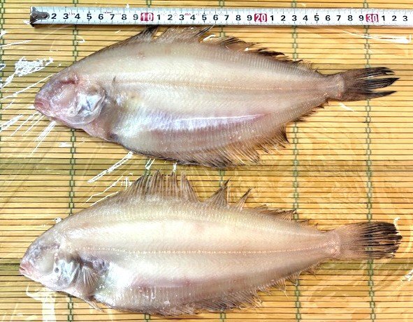 築地丸中　山かれい干し２枚（島根県産）！かれい カレイ 山カレイ居酒屋_画像1