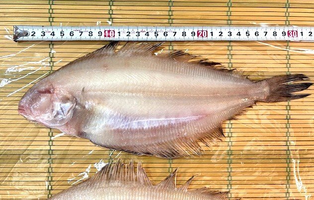 築地丸中　山かれい干し２枚（島根県産）！かれい カレイ 山カレイ居酒屋_画像2