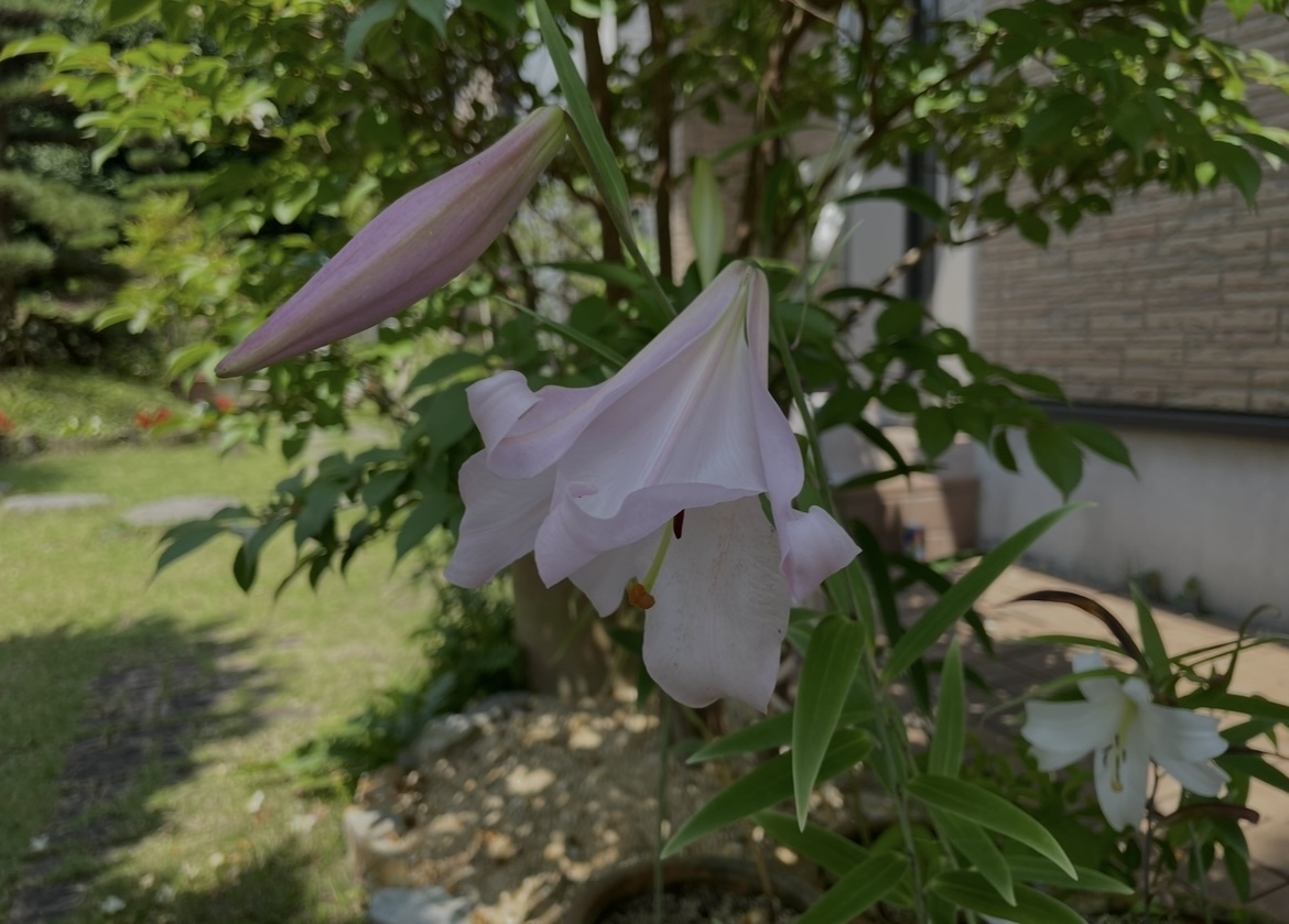 ササユリ鞘（種）15本＋未選定2024年開花種 岐阜県多治見市産_画像6