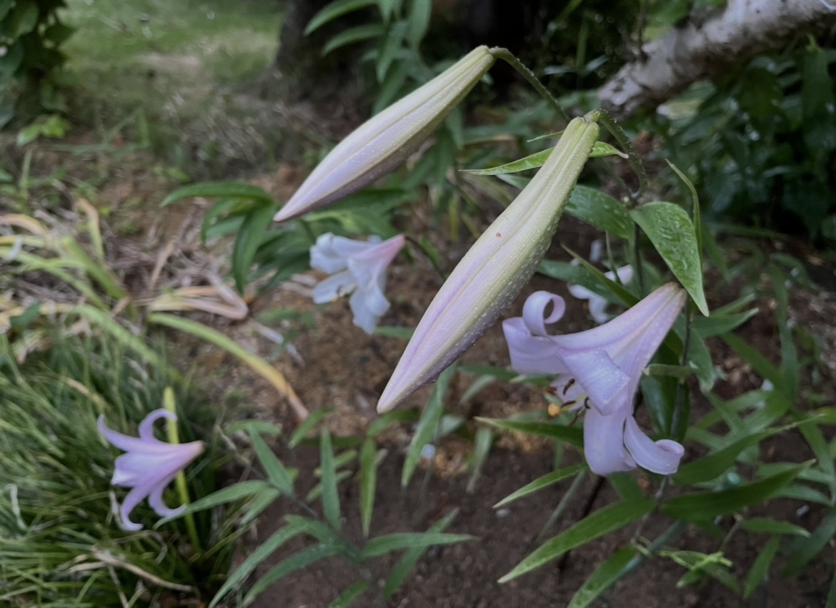 ササユリ鞘（種）15本＋未選定2024年開花種 岐阜県多治見市産_画像4
