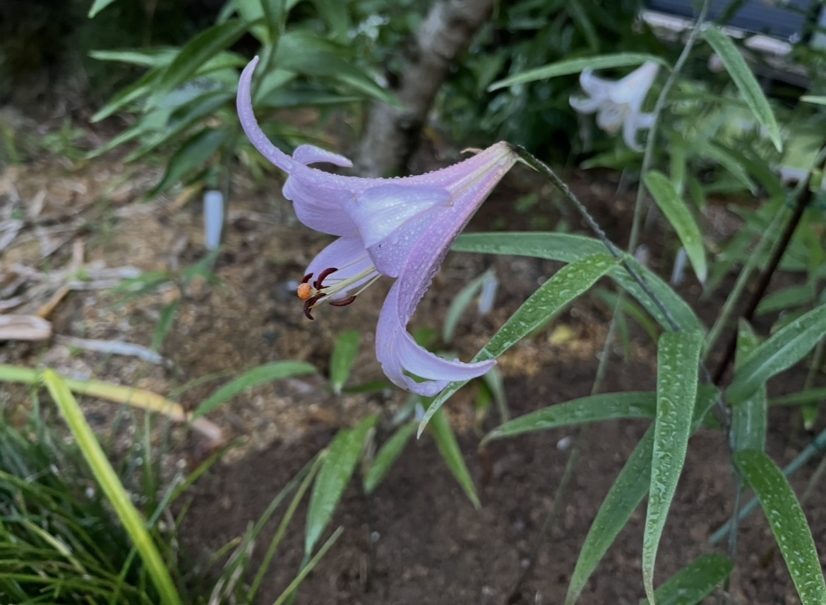 ササユリ鞘（種）15本＋未選定2024年開花種 岐阜県多治見市産_画像3