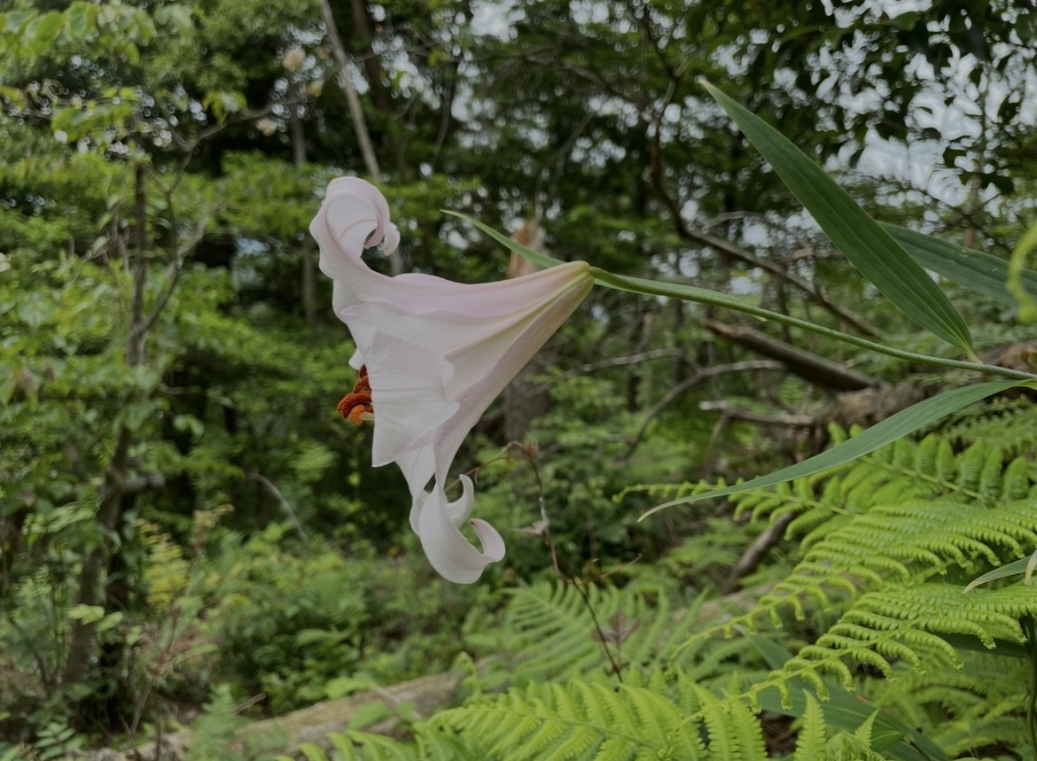 ササユリ鞘（種）15本＋未選定2024年開花種 岐阜県多治見市産_画像5