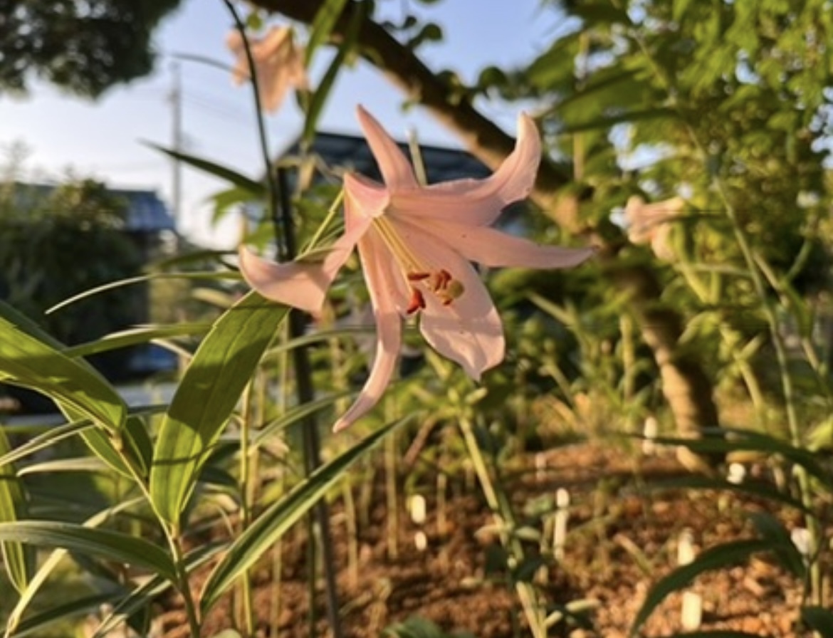ササユリ鞘（種）15本＋未選定2024年開花種 岐阜県多治見市産_画像2