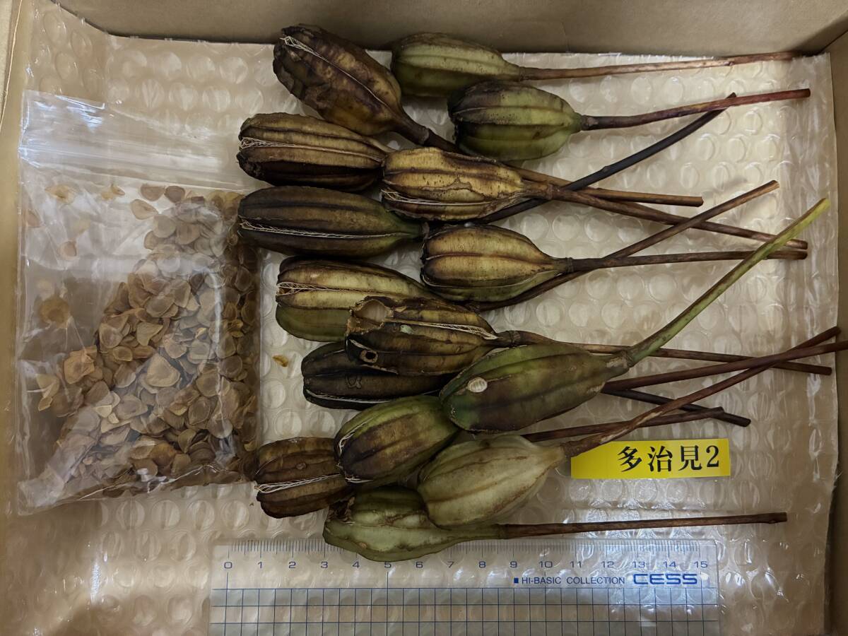 ササユリ鞘（種）15本＋未選定2024年開花種 岐阜県多治見市産_画像1