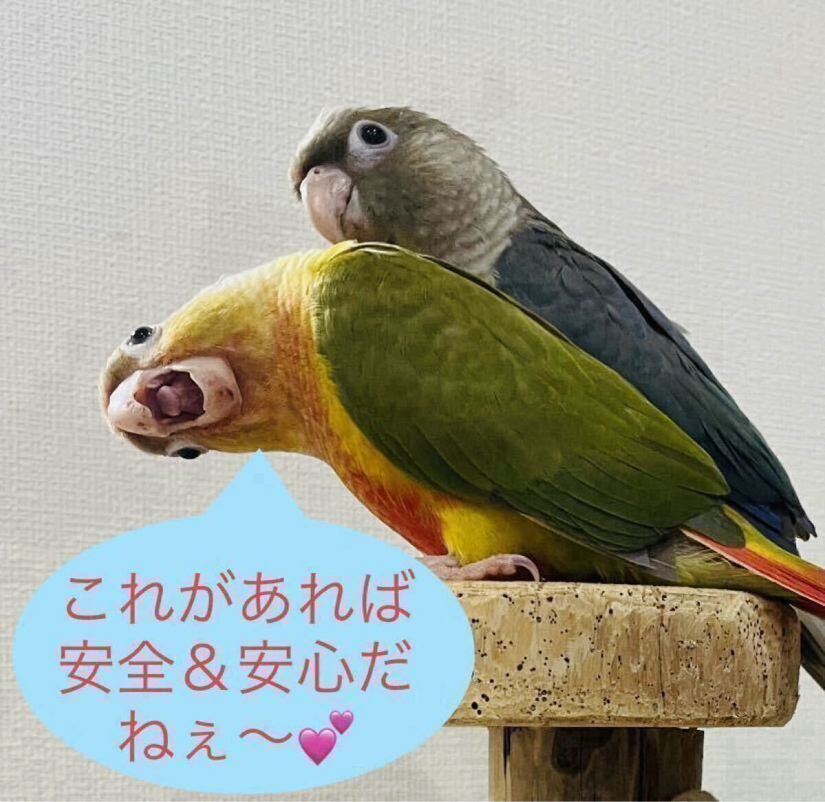 [ бесплатная доставка ]2 шт. комплект * домашнее животное обогреватель теплоизоляция лампа покрытие защита кейс сетка птица баловство предотвращение 