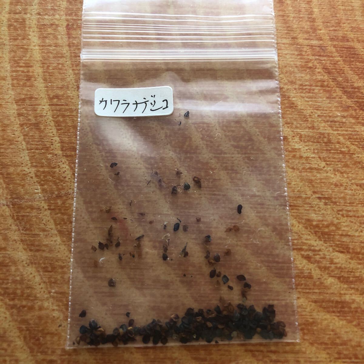 花種　河原撫子　カワラナデシコ　宿根草　約30粒　野草　北海道より_画像8