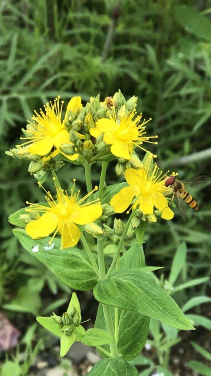 花種　オトギリソウ　野草　宿根草　薬草　約100粒？　北海道より_画像1