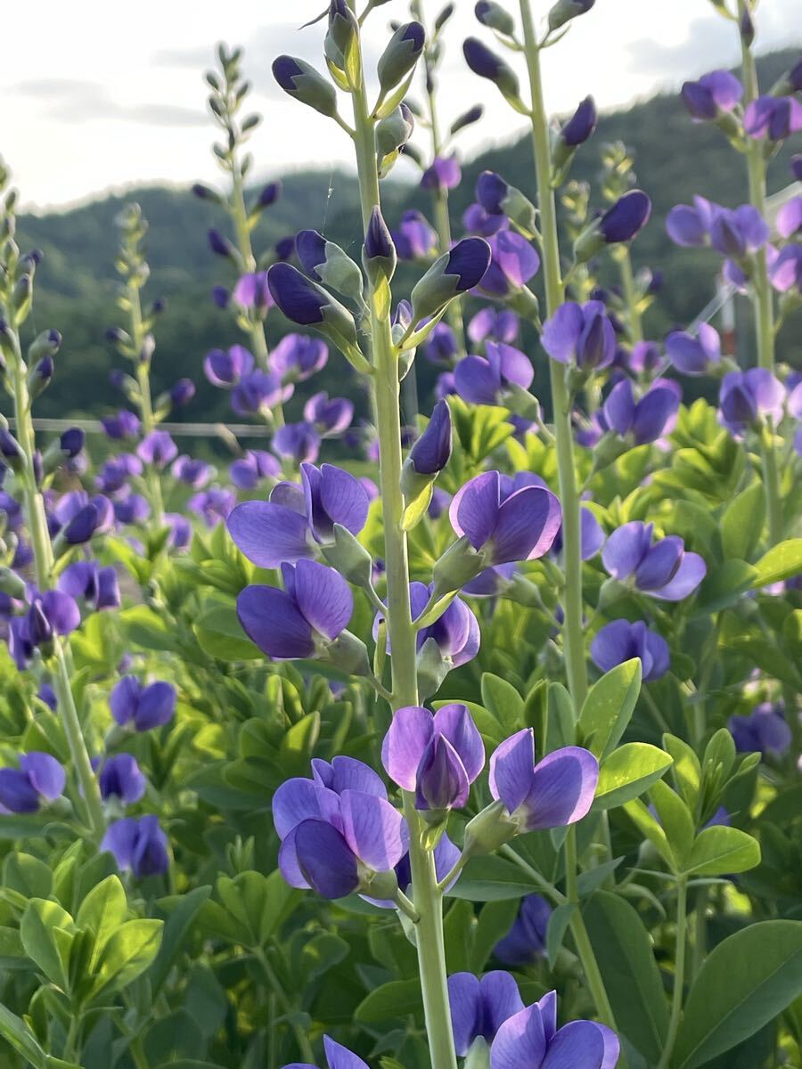 花種　センダイハギ　千代萩　紫　宿根草　15粒　北海道より_画像1