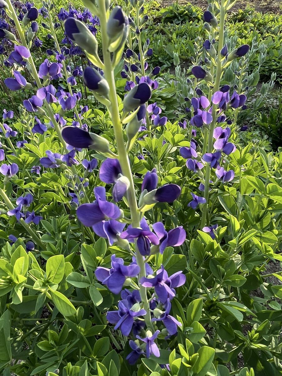 花種　センダイハギ　千代萩　紫　宿根草　15粒　北海道より_画像2