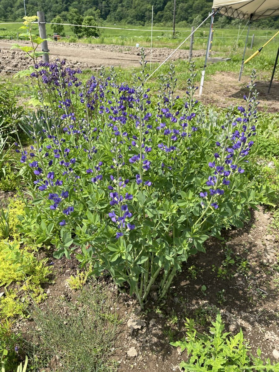 花種　センダイハギ　千代萩　紫　宿根草　15粒　北海道より_画像3