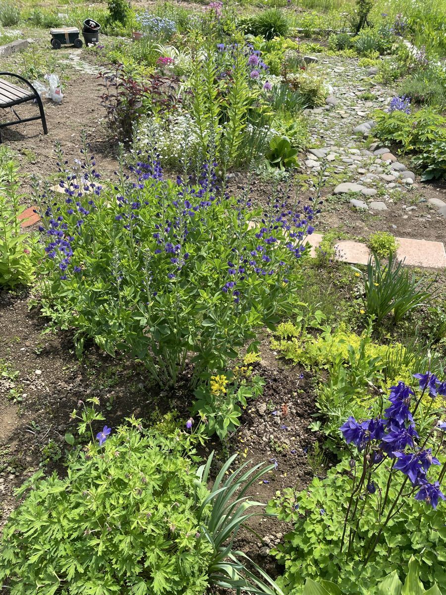 花種　センダイハギ　千代萩　紫　宿根草　15粒　北海道より_画像4