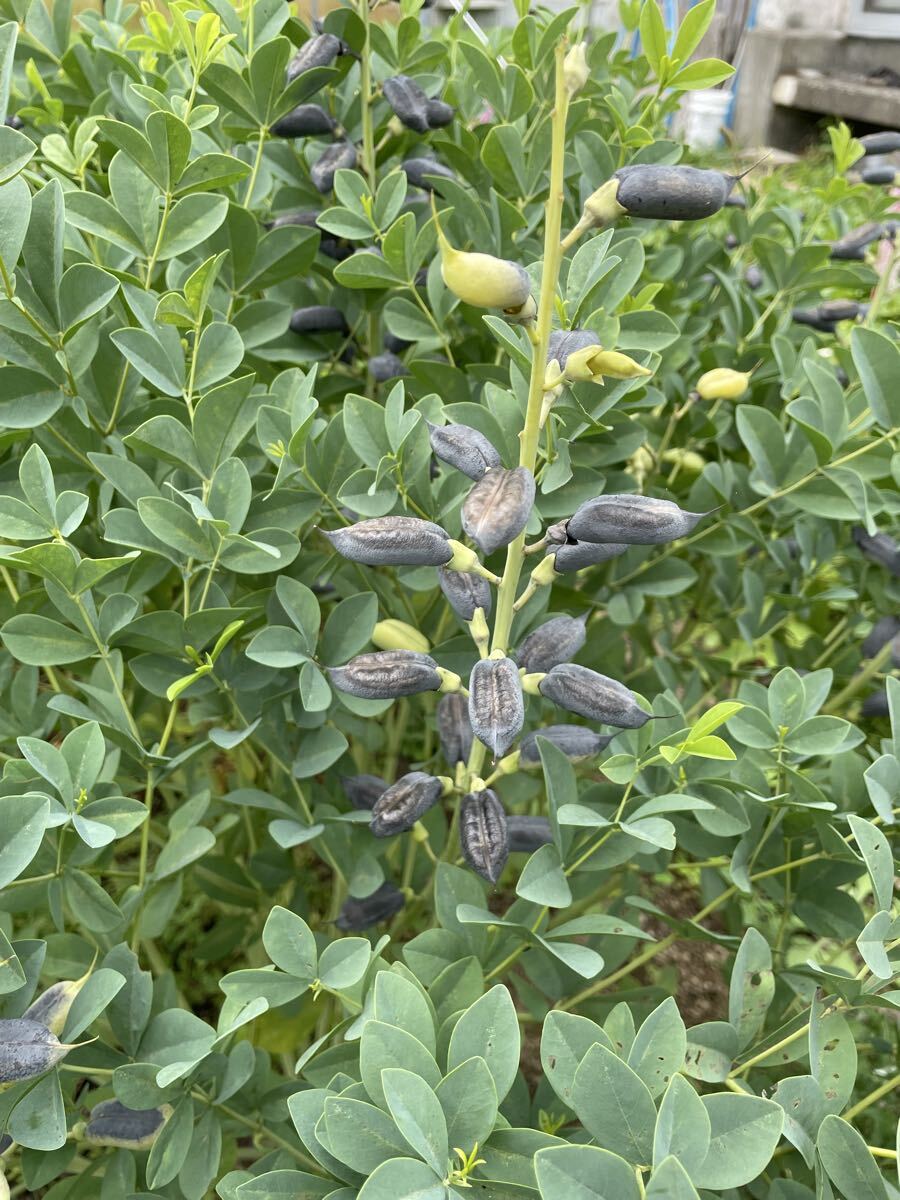 花種　センダイハギ　千代萩　紫　宿根草　15粒　北海道より_画像6