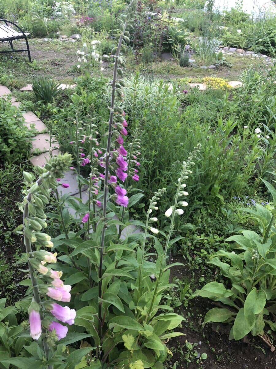 花種　ジギタリスMIX クリーム　ピンク　濃いピンク　50粒以上　宿根　多年草　北海道より_画像3