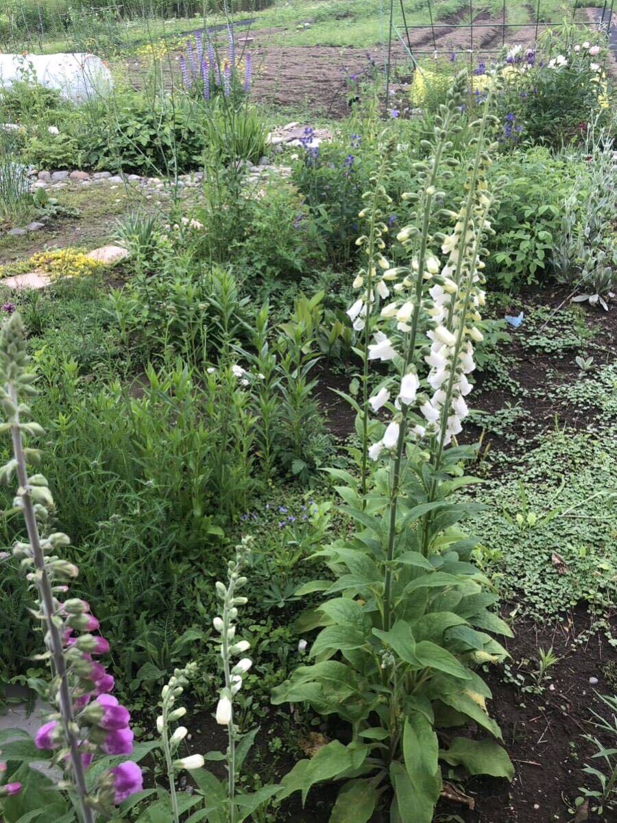 花種　ジギタリスMIX クリーム　ピンク　濃いピンク　50粒以上　宿根　多年草　北海道より_画像4