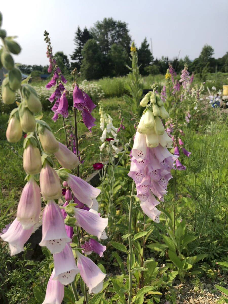 花種　ジギタリスMIX クリーム　ピンク　濃いピンク　50粒以上　宿根　多年草　北海道より_画像5