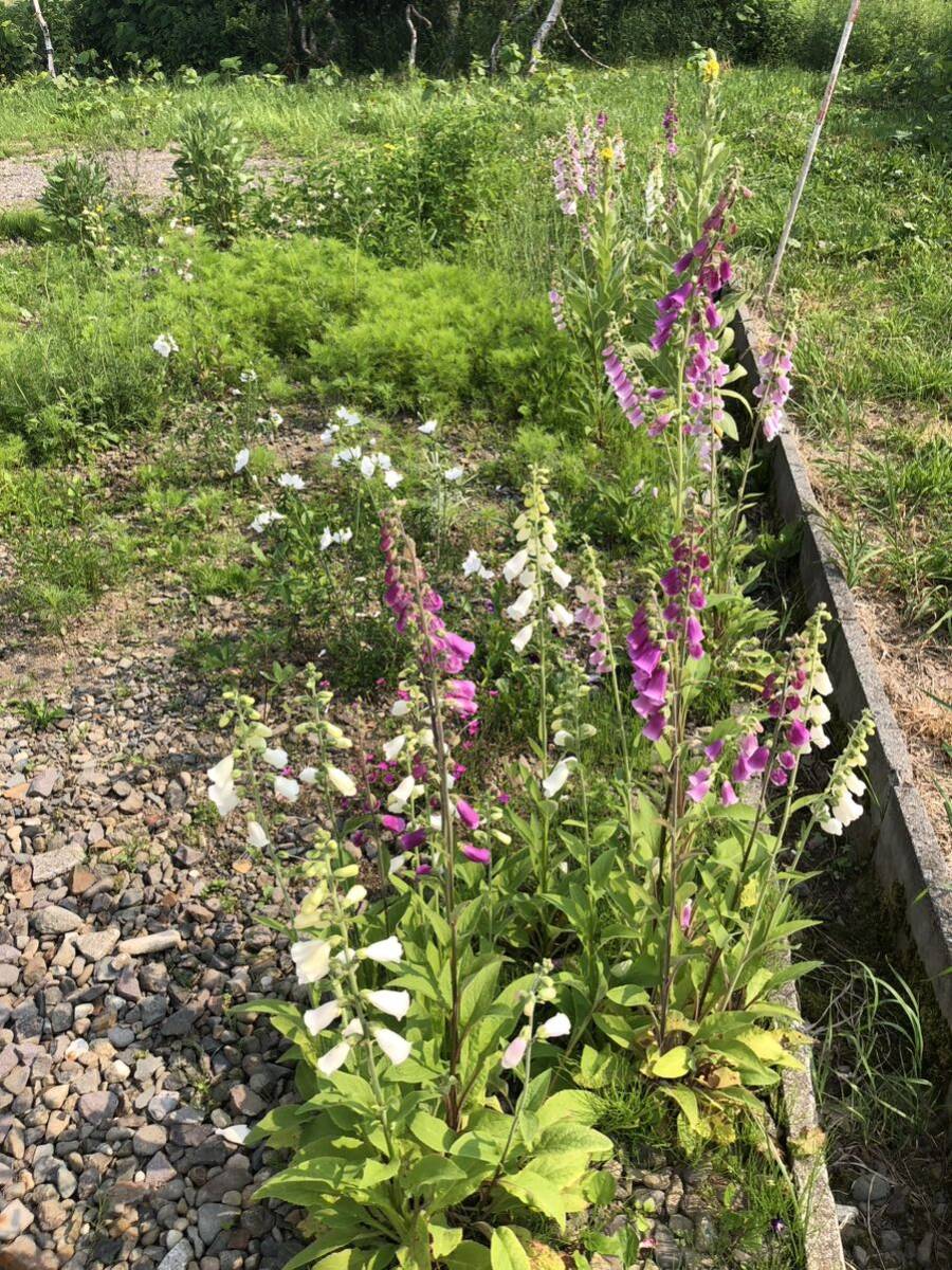 花種　ジギタリスMIX クリーム　ピンク　濃いピンク　50粒以上　宿根　多年草　北海道より_画像6