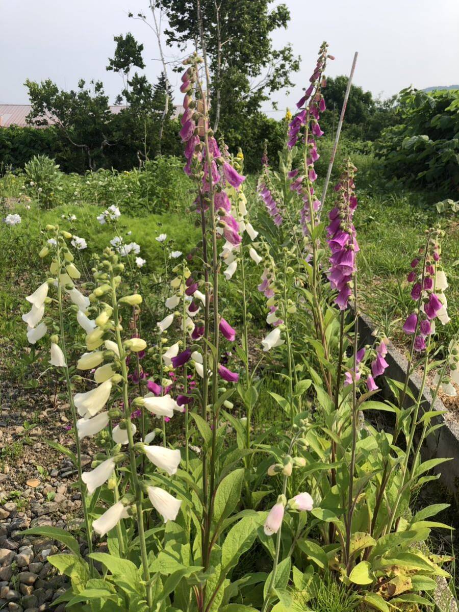 花種　ジギタリスMIX クリーム　ピンク　濃いピンク　50粒以上　宿根　多年草　北海道より_画像7