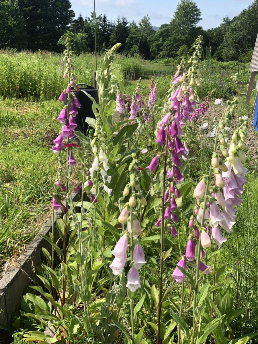 花種　ジギタリスMIX クリーム　ピンク　濃いピンク　50粒以上　宿根　多年草　北海道より_画像8