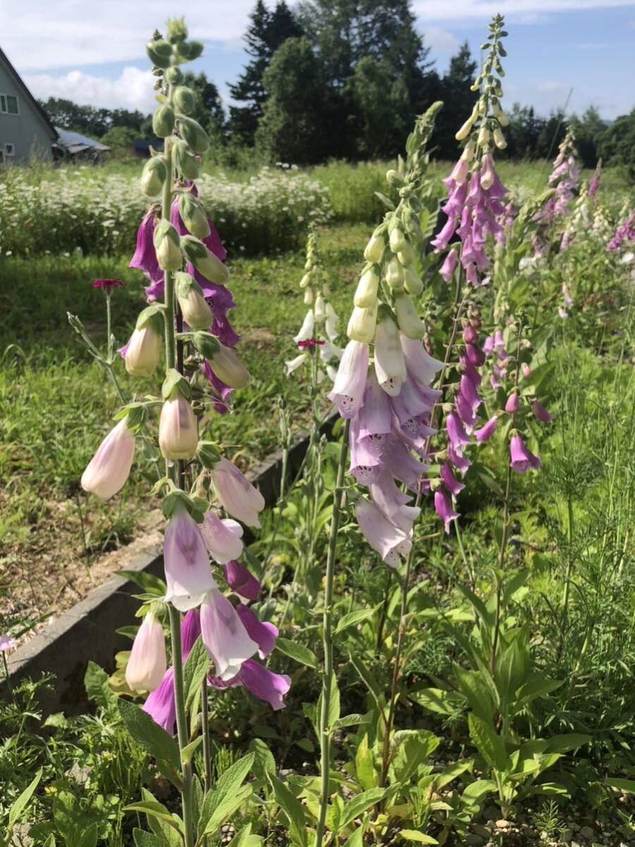 花種　ジギタリスMIX クリーム　ピンク　濃いピンク　50粒以上　宿根　多年草　北海道より_画像9